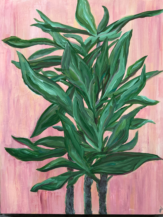 DRACAENA